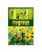 Clochette Et L'Expédition Féérique - DS