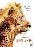 Felins - DVD