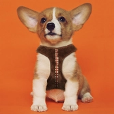 Chewbacca - harnais chien - m/l (longueur 60-95cm - largeur 4.8cm) - Laisses, Colliers pour Animaux