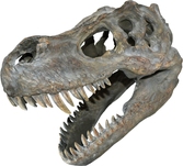 Tyrannosaurus rex skull small 39.5cm b/sangle