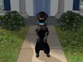 Les Sims 2 Animaux & compagnie édition Platinum - PlayStation 2