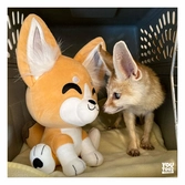 Youtooz original peluche fennec fox 22 cm