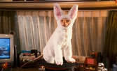Comme Chiens Et Chats : La Revanche De Kitty Galore - Blu-ray
