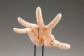 Takahiro kagami artist support item hand pvc 1/1 model/l pale orange 21 cm