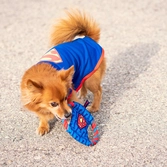 Superman - jouet de dentition en corde pour chien