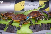 Tortues ninja diorama 1/1 origins 13 cm