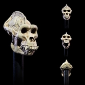 Mythic legions figurine the undead of vikenfell 15 cm