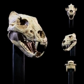 Mythic legions figurine the undead of vikenfell 15 cm