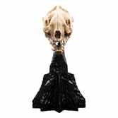 Le seigneur des anneaux statuette skull of a warg 20 cm