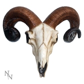 Ram skull medium 18.5cm
